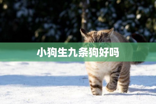 小狗生九條狗好嗎