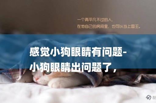 感覺小狗眼睛有問題-
小狗眼睛出問題了，