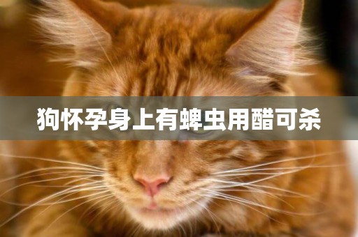 狗懷孕身上有蜱蟲用醋可殺