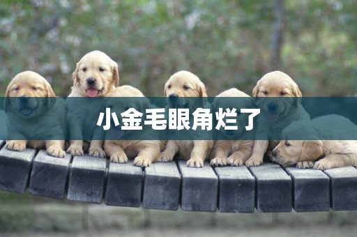 小金毛眼角爛了