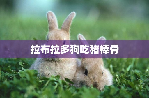 拉布拉多狗吃豬棒骨