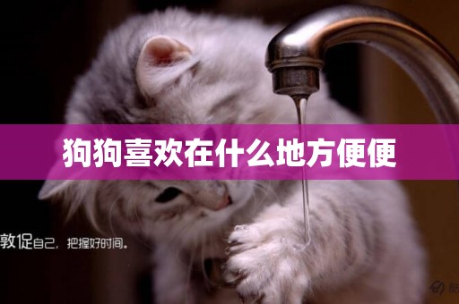 狗狗喜歡在什么地方便便