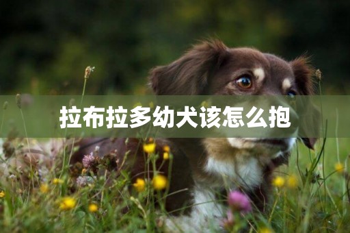 拉布拉多幼犬該怎么抱