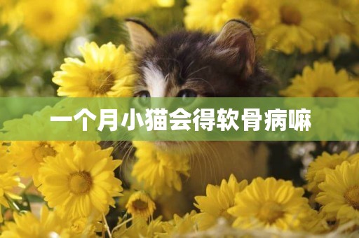 一個月小貓會得軟骨病嘛