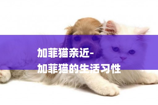 加菲貓親近-
加菲貓的生活習性