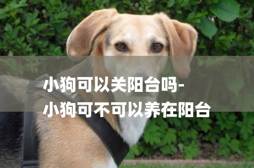 小狗可以關陽臺嗎-
小狗可不可以養在陽臺