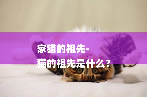 家貓的祖先-
貓的祖先是什么？