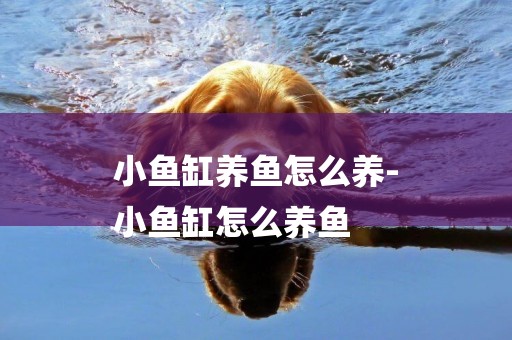 小魚缸養魚怎么養-
小魚缸怎么養魚