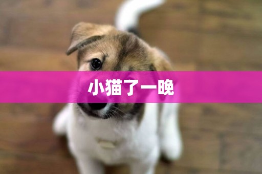 小貓了一晚