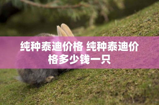 純種泰迪價格 純種泰迪價格多少錢一只