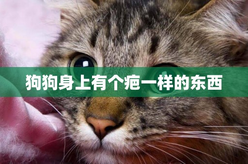 狗狗身上有個疤一樣的東西