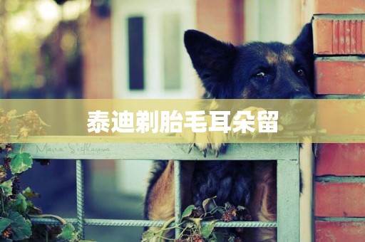 泰迪剃胎毛耳朵留