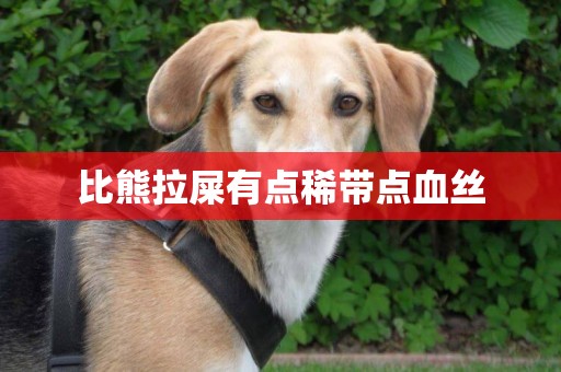比熊拉屎有點稀帶點血絲