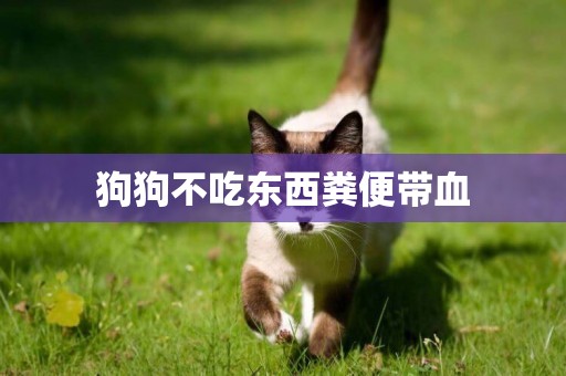 狗狗不吃東西糞便帶血