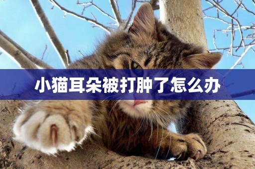 小貓耳朵被打腫了怎么辦