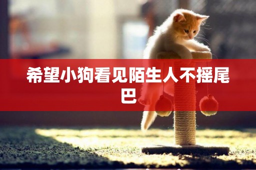希望小狗看見陌生人不搖尾巴