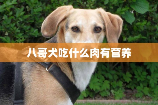 八哥犬吃什么肉有營養