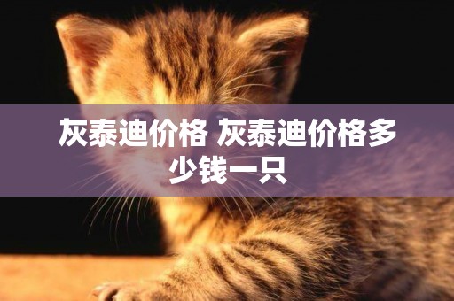灰泰迪價格 灰泰迪價格多少錢一只