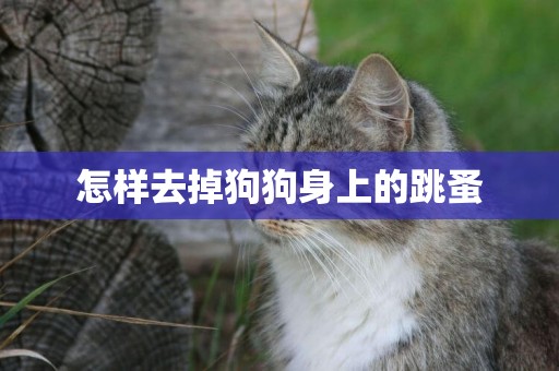 怎樣去掉狗狗身上的跳蚤