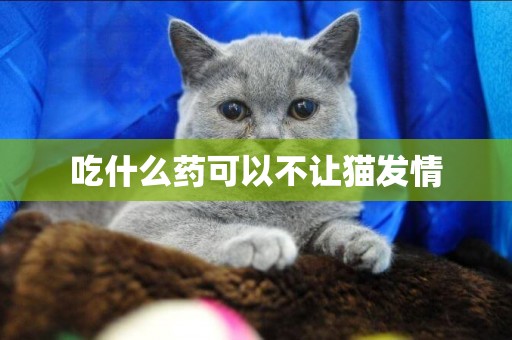 吃什么藥可以不讓貓發情