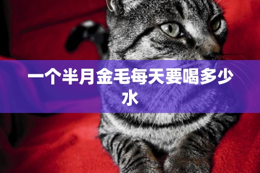 一個半月金毛每天要喝多少水