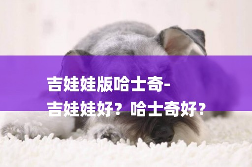 吉娃娃版哈士奇-
吉娃娃好？哈士奇好？