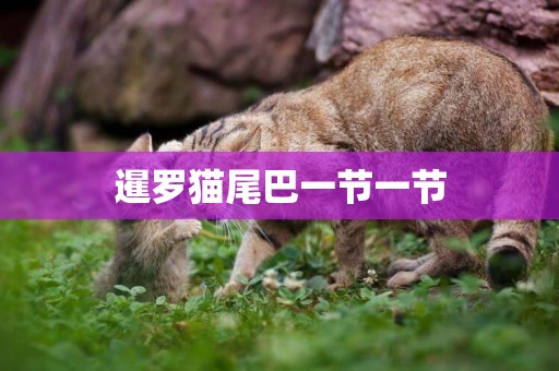 暹羅貓尾巴一節一節