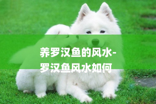養羅漢魚的風水-
羅漢魚風水如何