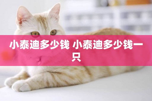 小泰迪多少錢 小泰迪多少錢一只
