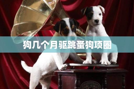 狗幾個月驅跳蚤狗項圈