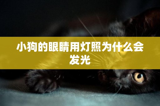 小狗的眼睛用燈照為什么會發光