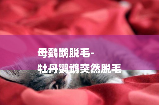 母鸚鵡脫毛-
牡丹鸚鵡突然脫毛