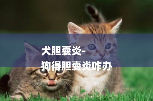犬膽囊炎-
狗得膽囊炎咋辦