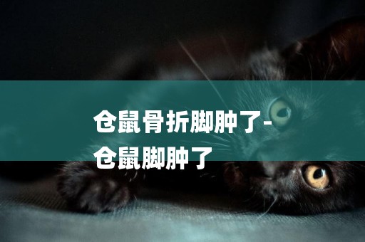 倉鼠骨折腳腫了-
倉鼠腳腫了