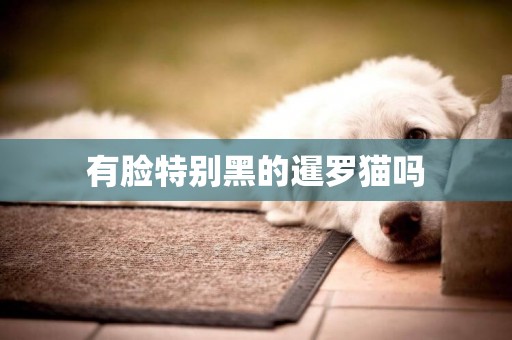 有臉特別黑的暹羅貓嗎