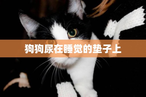 狗狗尿在睡覺的墊子上