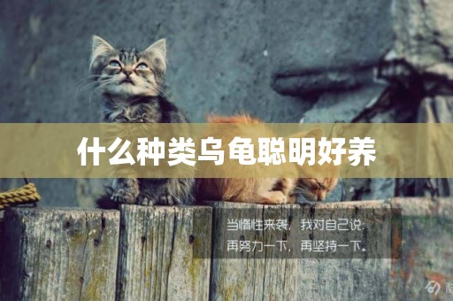 什么種類烏龜聰明好養