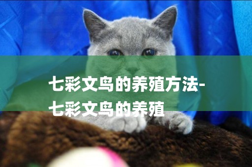 七彩文鳥的養殖方法-
七彩文鳥的養殖
