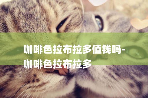 咖啡色拉布拉多值錢嗎-
咖啡色拉布拉多