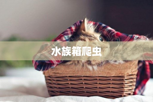 水族箱爬蟲