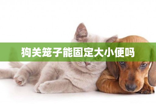 狗關籠子能固定大小便嗎