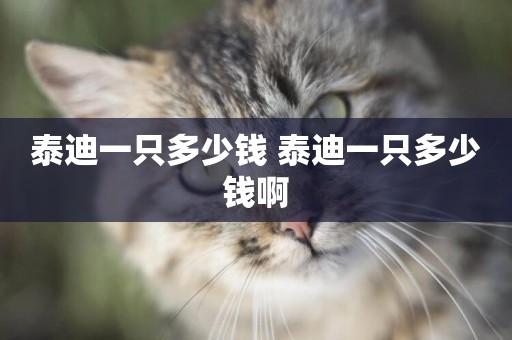 泰迪一只多少錢 泰迪一只多少錢啊