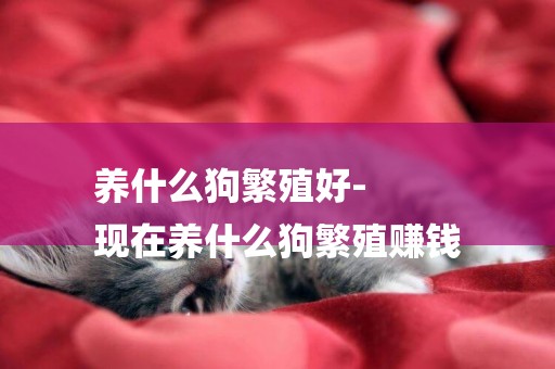 養什么狗繁殖好-
現在養什么狗繁殖賺錢
