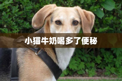 小貓牛奶喝多了便秘