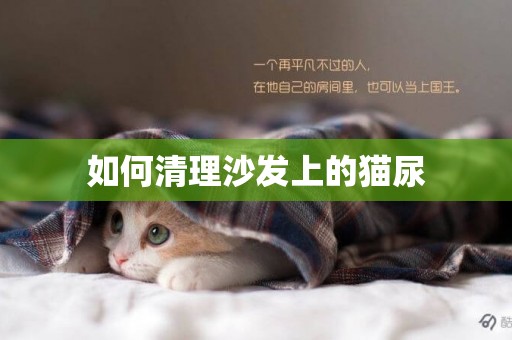 如何清理沙發上的貓尿