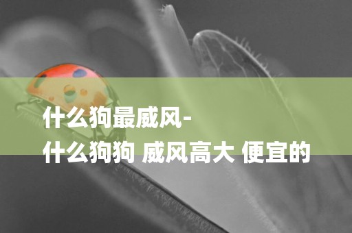 什么狗最威風-
什么狗狗 威風高大 便宜的