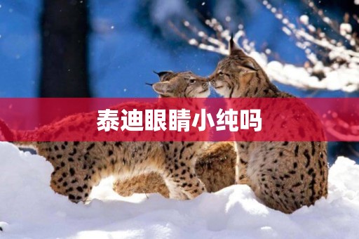 泰迪眼睛小純嗎