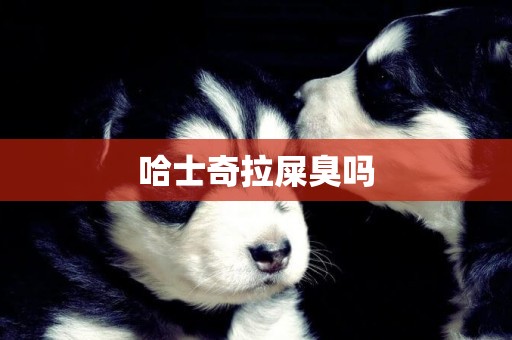 哈士奇拉屎臭嗎
