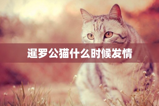 暹羅公貓什么時候發情
