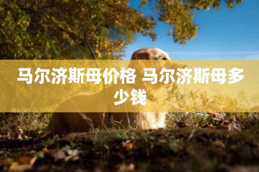 馬爾濟斯母價格 馬爾濟斯母多少錢